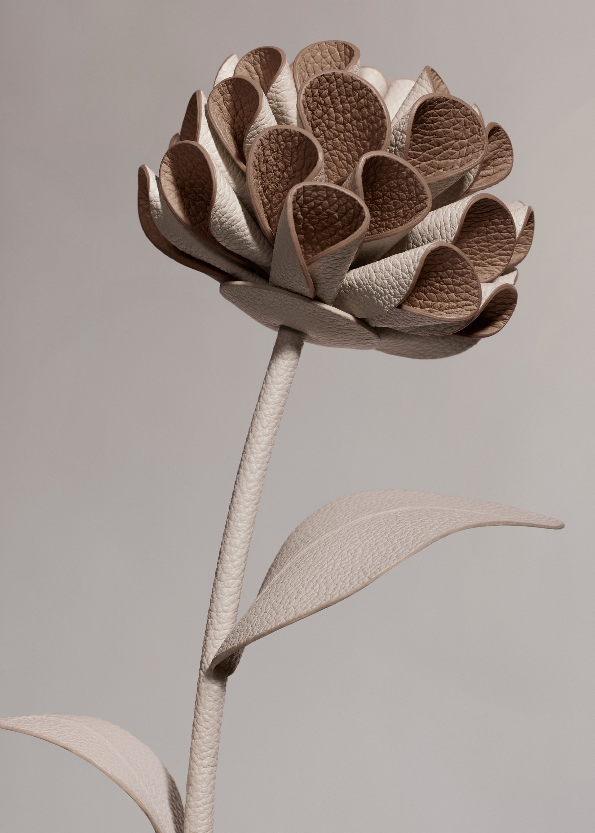 Dalium Flower - Duo Chalk