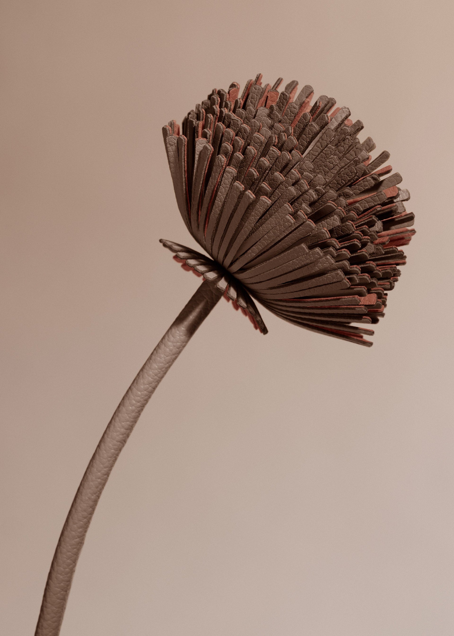 Tul Flower - Root