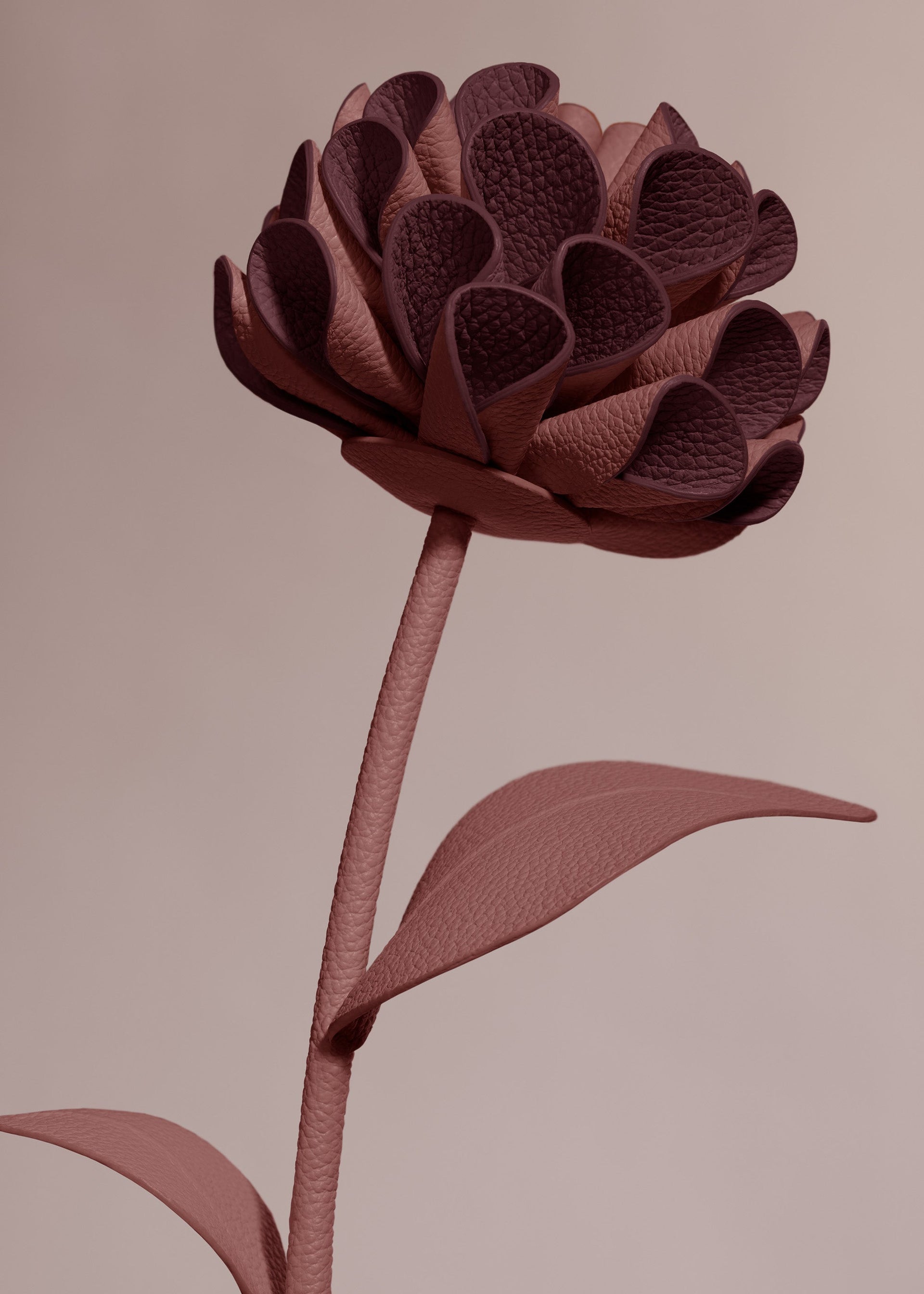 Dalium Flower - Lilac